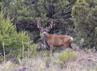HBMD: Glassing for Big Mule Deer