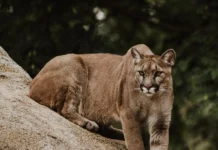 Wildlife In Colorado In Peril