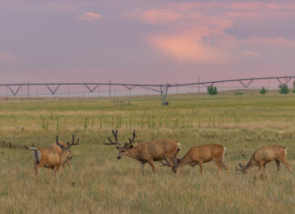 BIG Buck Stories with Travis & Robby