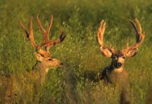 Canadian Archery Mule Deer Hunt Wrap