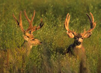 Canadian Archery Mule Deer Hunt Wrap