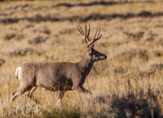 The Big Rokcast Listeners Q&A Episode