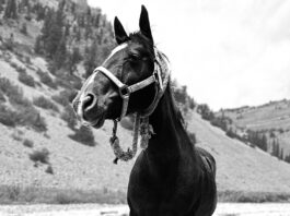 Mules vs. Horses, Rangefinders, & Hippie Yoga