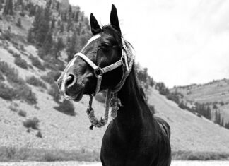 Mules vs. Horses, Rangefinders, & Hippie Yoga