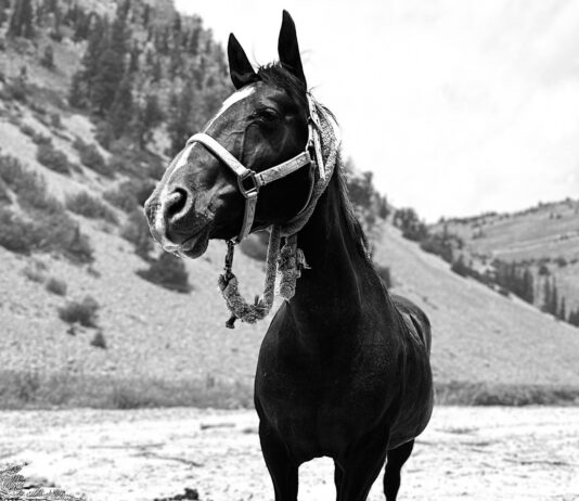 Mules vs. Horses, Rangefinders, & Hippie Yoga