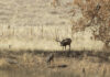 Mule Deer Rut Update & Buck Story