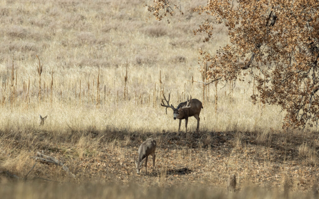 Mule Deer Rut