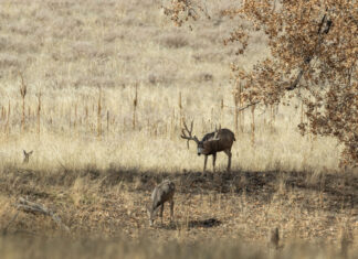 Mule Deer Rut Update & Buck Story