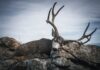 Big Bucks, Bigger Secrets: Antelope Island Unguided Chucks Antelope Island Mule Deer