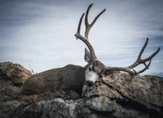 Big Bucks, Bigger Secrets: Antelope Island Unguided Chucks Antelope Island Mule Deer