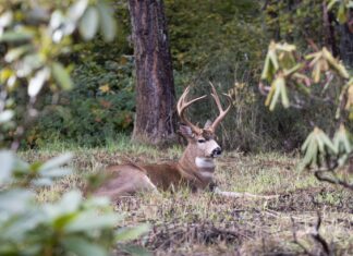 Old Mule Deer, Rut Wrap, Better Venison & the Blacktail Deer Foundation Bedded Blacktail Deer