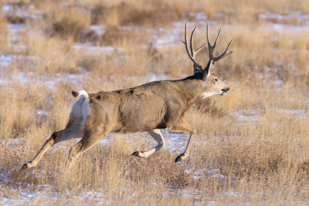 Net-Gunning for Big Mule Deer - Rokslide