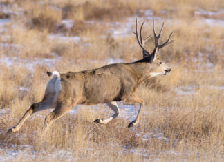 Net-Gunning for Big Mule Deer