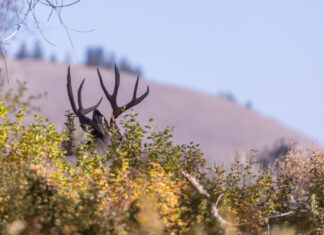 Idaho Mule Deer Proposals: You got 4 days!
