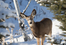 Fawn to Doe Ratios: Predicting Your Mule Deer Future