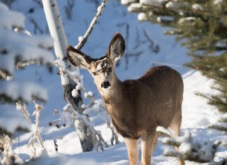 Fawn to Doe Ratios: Predicting Your Mule Deer Future