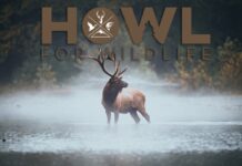 TT#50 HOWL for Wildlife on the Offensive Tipsy Tuesday #50 Howl for Wildlife on the offensive