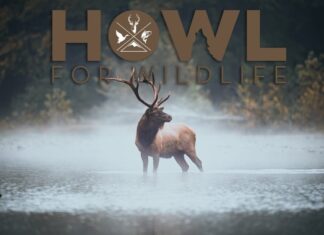 TT#50 HOWL for Wildlife on the Offensive Tipsy Tuesday #50 Howl for Wildlife on the offensive