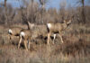 Charting a Future for Montana Mule Deer