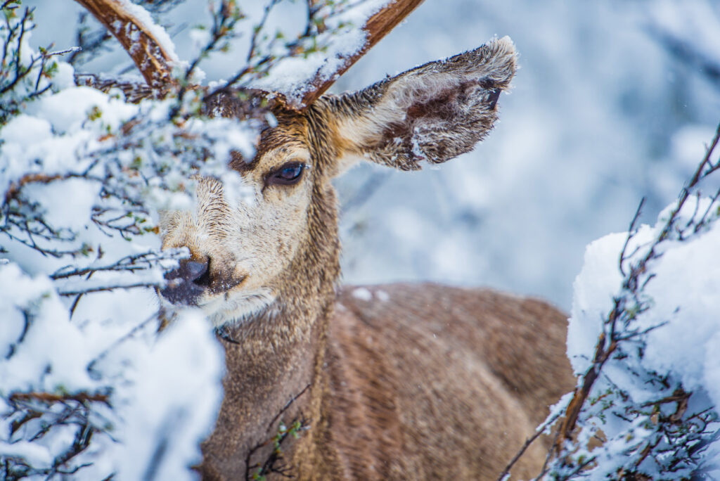Montana Mule Deer Hunting