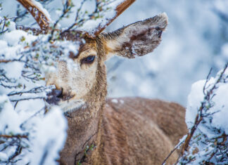 Get Better Montana Mule Deer Hunting Montana Mule Deer Hunting