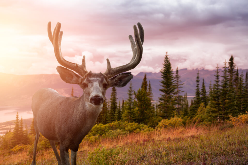 Oregon Mule Deer