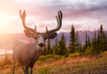 Oregon Mule Deer: Sweeping Unit Boundary Changes Oregon Mule Deer