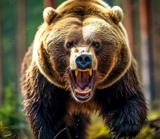 TT#57 Bear Defense with Justin Rasmussen Tipsy Tuesday #57 Bear Defense