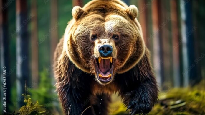 Tipsy Tuesday #57 Bear Defense