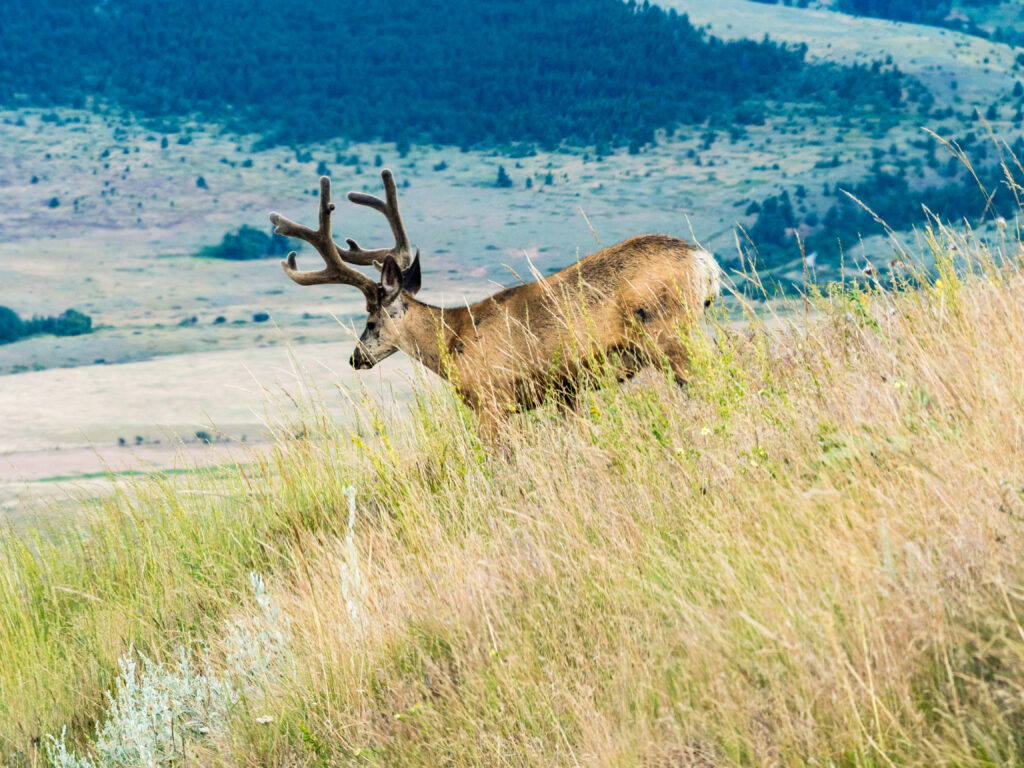Big buck moving mid-day to escape the sun Big buck moving mid-day