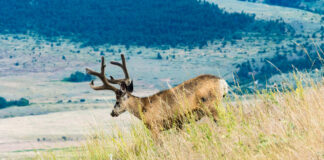 Hunting Vampire Bucks & Building an Optics Kit