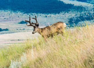 Hunting Vampire Bucks & Building an Optics Kit
