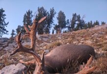 Big Buck Storie (Ratcliff)