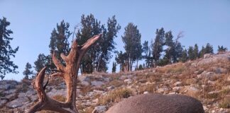 Big Buck Storie (Ratcliff)