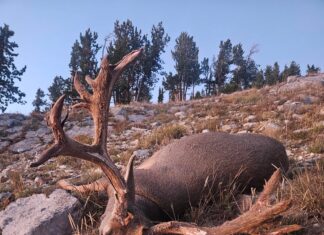 Big Buck Storie (Ratcliff)