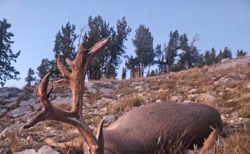 Big Buck Storie (Ratcliff)