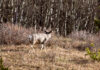 Mid-Season Big Buck Tactics Mid-season Big Buck tactics