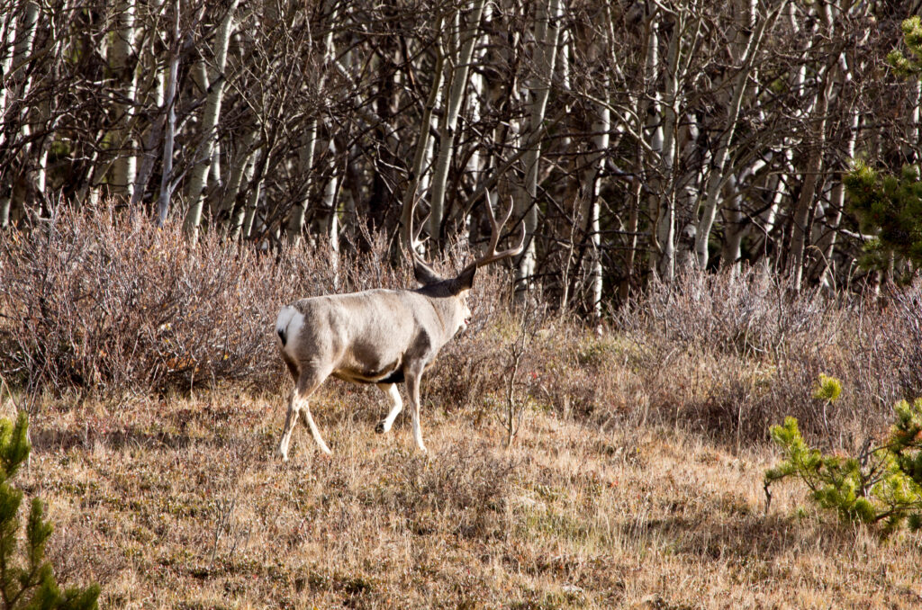 Mid-season Big Buck tactics