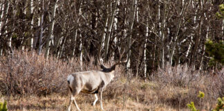 Mid-Season Big Buck Tactics Mid-season Big Buck tactics