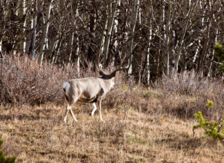 Mid-Season Big Buck Tactics Mid-season Big Buck tactics