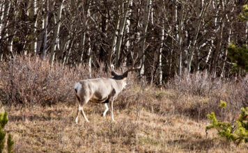 Mid-Season Big Buck Tactics Mid-season Big Buck tactics