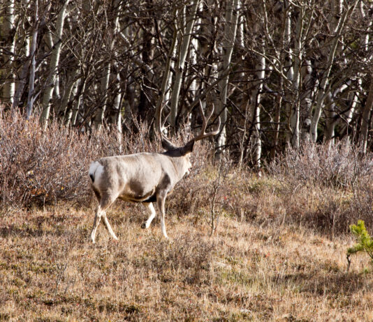 Mid-Season Big Buck Tactics Mid-season Big Buck tactics