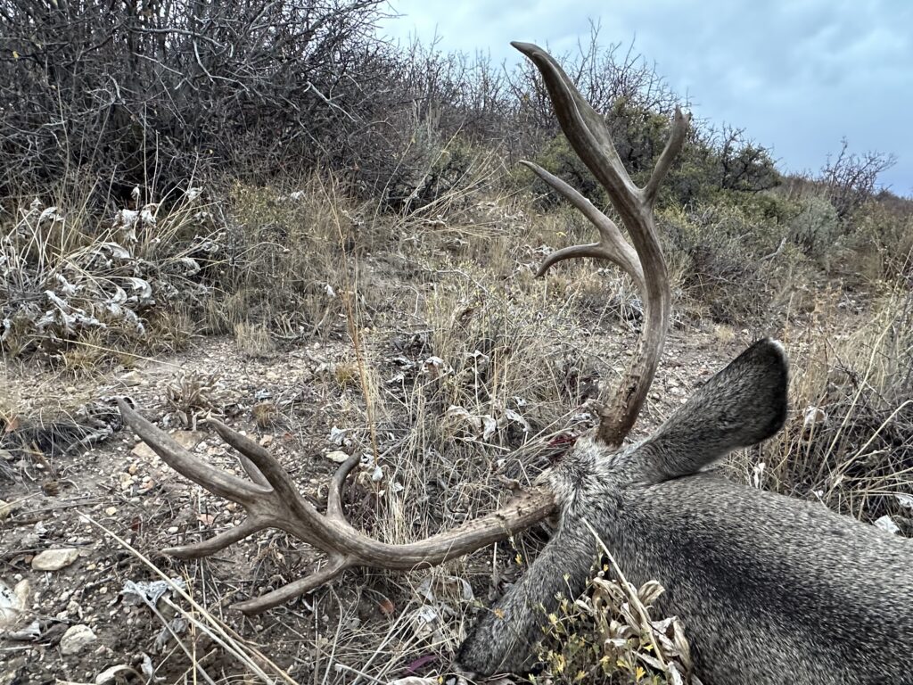 Travis Hobbs Big Buck Down