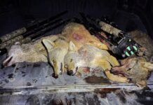 TT#66 The Art of Coyote Hunting with Zero Fox Given Zero fox given tips and tricks