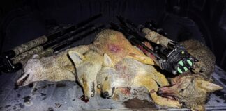 TT#66 The Art of Coyote Hunting with Zero Fox Given Zero fox given tips and tricks