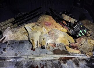 TT#66 The Art of Coyote Hunting with Zero Fox Given Zero fox given tips and tricks