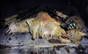 TT#66 The Art of Coyote Hunting with Zero Fox Given Zero fox given tips and tricks