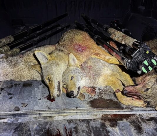 TT#66 The Art of Coyote Hunting with Zero Fox Given Zero fox given tips and tricks