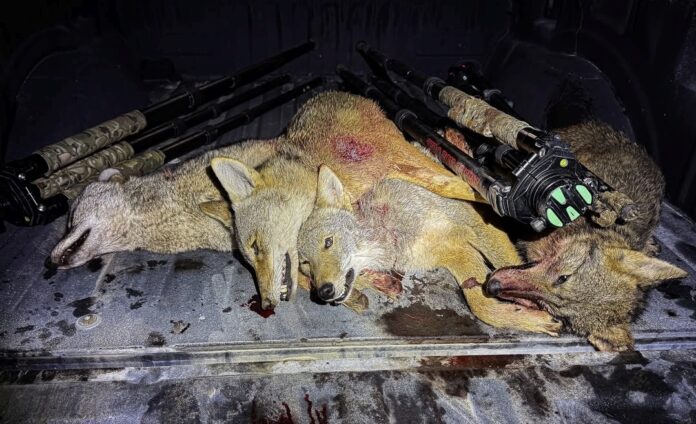 Zero fox given tips and tricks