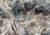 Hunting Big Mule Deer Migration Style